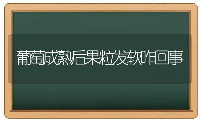 葡萄成熟后果粒发软咋回事 | 瓜果种植