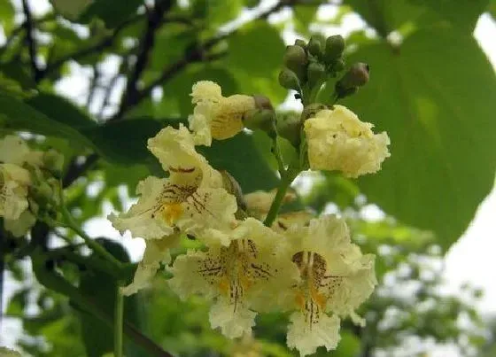 植物寓意|梓树的花语是什么意思 代表的的寓意和象征