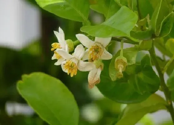 植物百科|桔子树开花吗 在什么时候开花