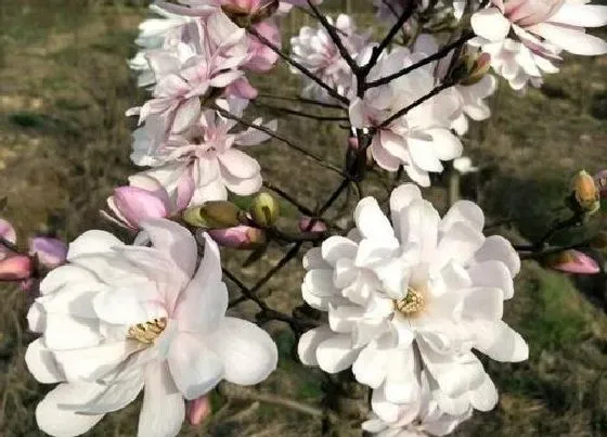 开花时间|白玉兰什么季节开花 花期在什么时候