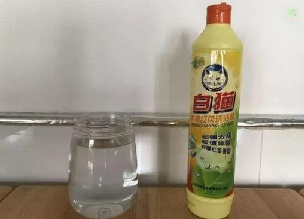 植物浇水|洗洁精水可以浇菜吗