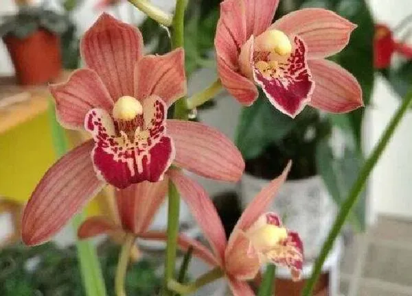 养殖科普|兰花有几种品种名字和图片 最常见的兰花有多少种类