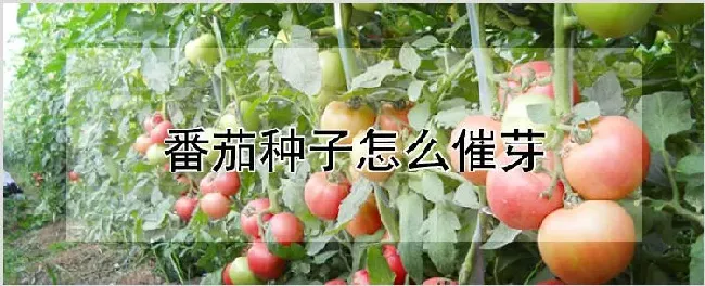 番茄种子怎么催芽 | 耕种资料