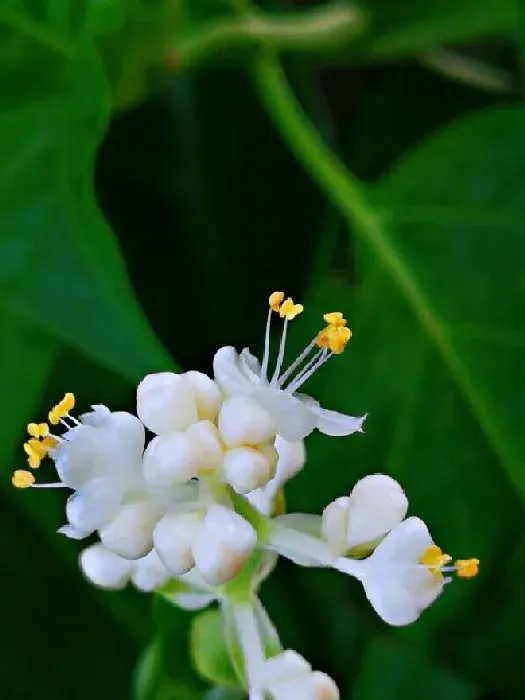 花语|杜若的花语和寓意