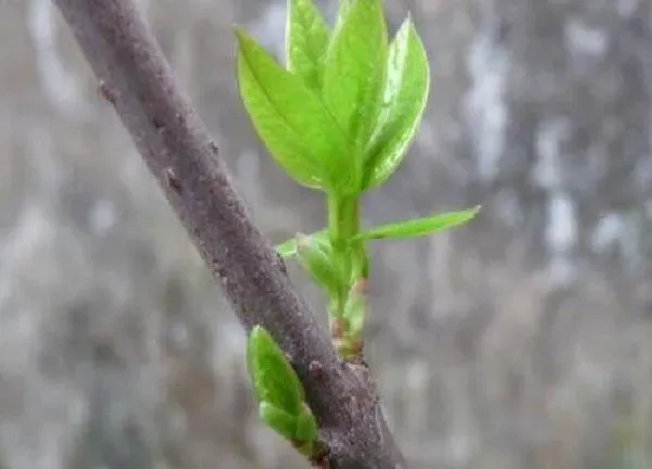 植物发芽|腊梅什么时候发芽长叶