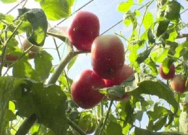 植物浇水|西红柿几天浇一次水最好