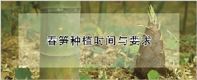 春笋种植时间与要求 | 农业技术