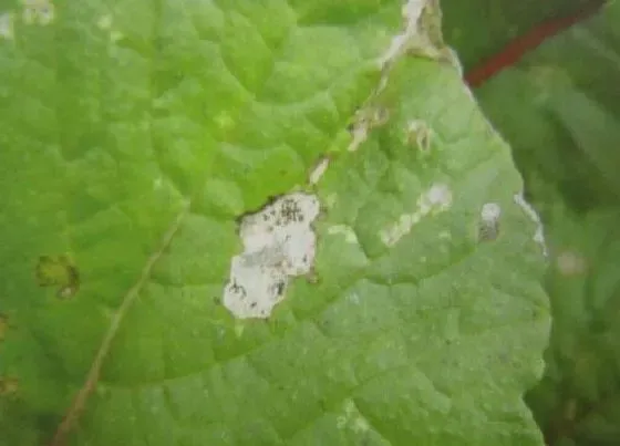 植物病害|萝卜炭疽病的发病原因及治疗方法