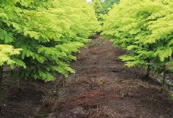 植物繁殖|水杉怎么繁殖 繁殖时间和方法图解