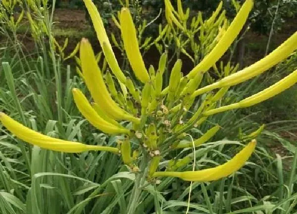 植物移栽|黄花菜什么时候移栽最好（黄花菜移栽时间和方法）