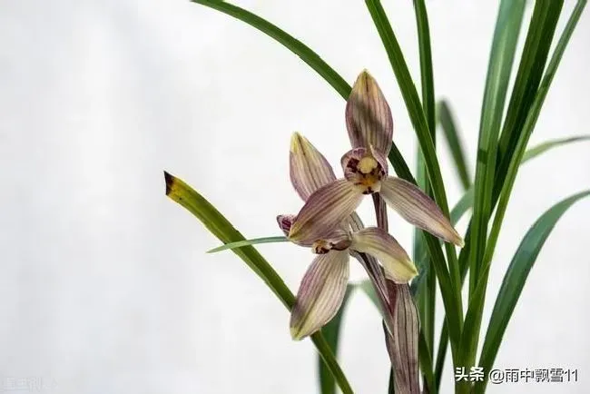 植物施肥|兰花什么时间开始喷磷酸二氢钾，叶面喷施浓度是多少）