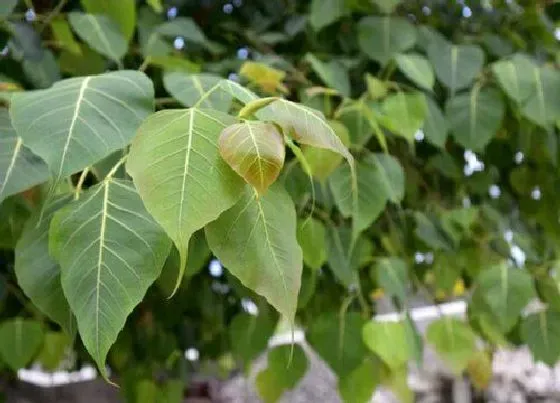 植物百科|金丝菩提是什么植物 属于什么科植物