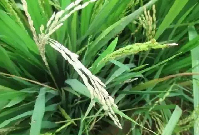 植物病害|水稻抽穗后稻粒变白色是什么病（水稻灌浆期出现白粒怎么办）