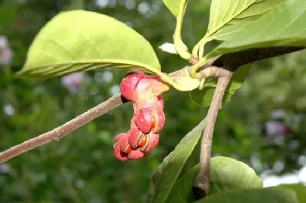 种植土壤|白兰花配土方法与种植土壤