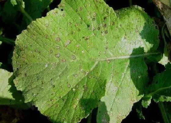 植物病害|萝卜炭疽病的发病原因及治疗方法
