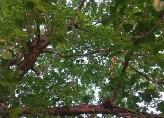 种植位置|门前可以种桑葚吗