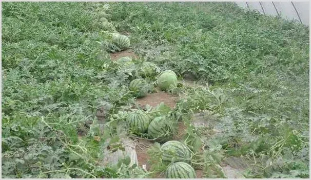 西瓜想要高产，这四大施肥事项要注意！ | 耕种资料
