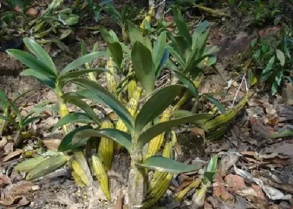 植物移栽|草皮石斛怎么分株图解 分株时间及繁殖方法