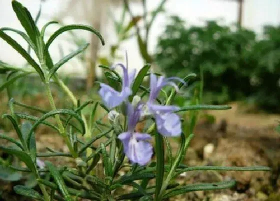 植物寓意|表示安慰的花 花语是代表安慰的花