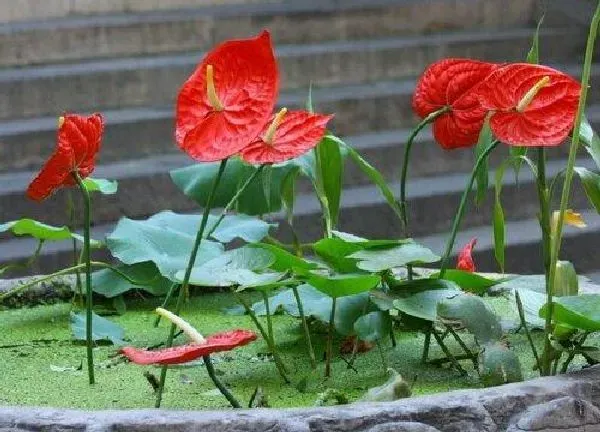 植物浇水|红掌多少天浇一次水