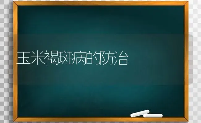 玉米褐斑病的防治 | 粮油作物种植