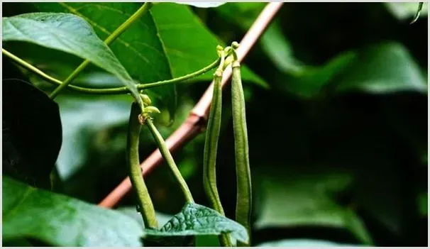 长豆角的种植方法和时间 | 耕种资料