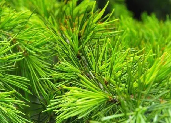 植物种类|松树和松柏树是一种树吗