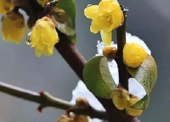 植物繁殖|腊梅怎么繁殖方法和注意事项