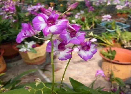 花卉百科|代表父爱的花