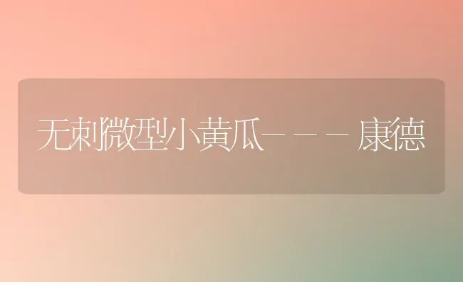 无刺微型小黄瓜---康德 | 蔬菜种植