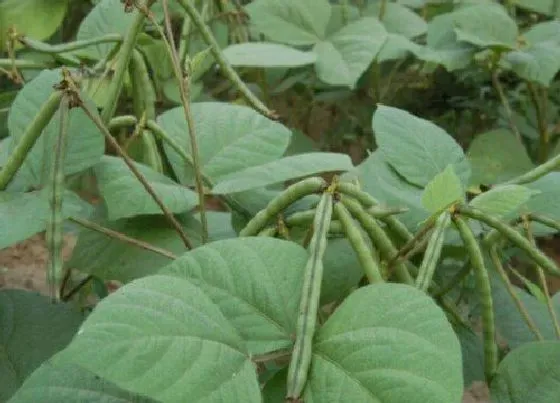 种植管理|红豆什么时候种植最好，红豆最佳播种时间及种植方法）