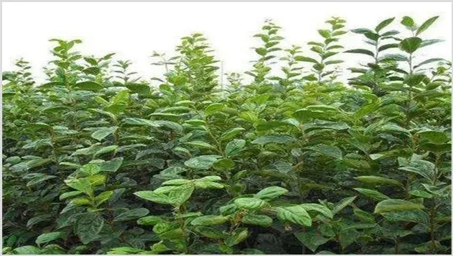 黑枣的种植技术详解 | 自然知识