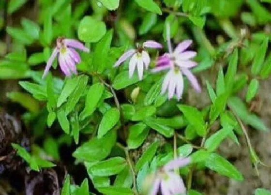 种植土壤|半边莲配土方法与种植土壤