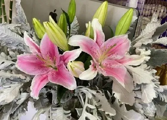 花朵|百合花有几个花瓣