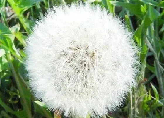 植物百科|蒲公英在农村叫什么