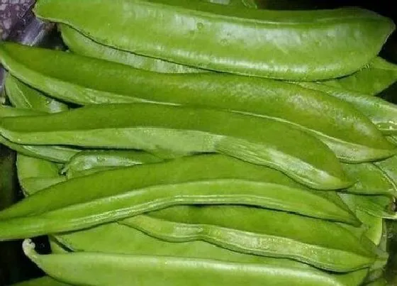 植物播种|大刀豆什么时候播种最好