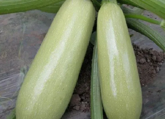 果实成熟|葫芦多久成熟 从坐果到成熟要多少天