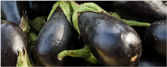 茄子常见病害及防治 | 种植资料