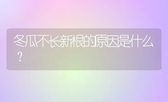 冬瓜不长新根的原因是什么？ | 蔬菜种植