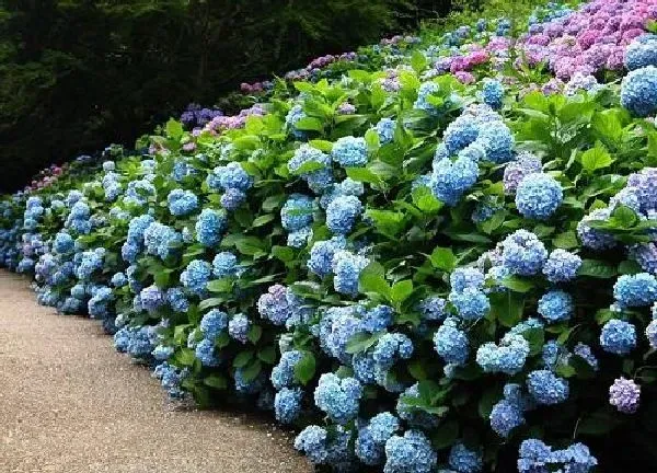 植物移栽|地栽绣球什么时候移栽