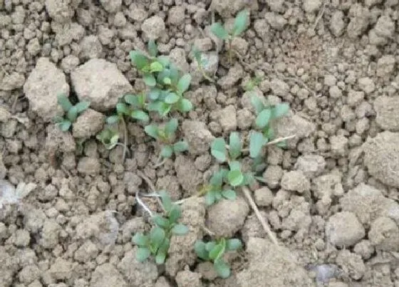 植物育苗|紫花苜蓿几天出苗 播种到发芽出苗时间