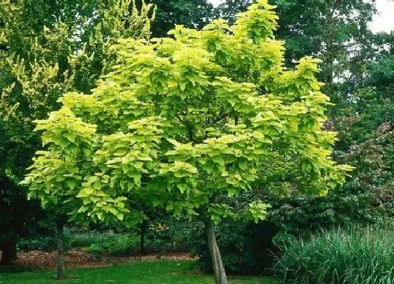 植物寓意|梓树的花语是什么意思 代表的的寓意和象征