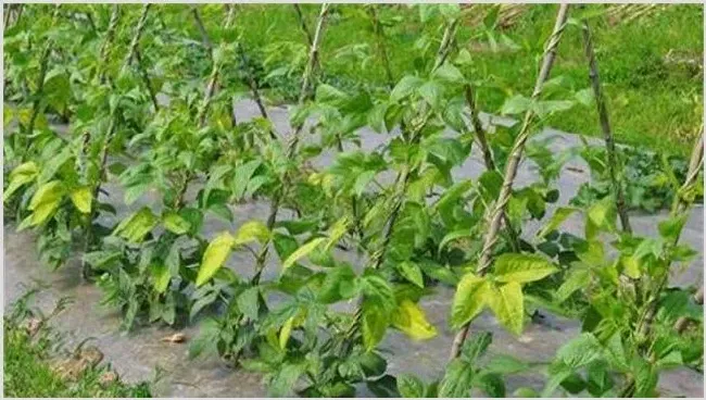 豆角的施肥技术要注意什么 | 农业技术