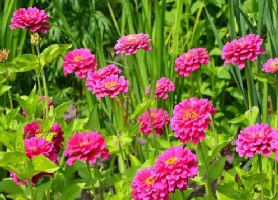 植物种类|庭院花卉种植品种 院子里种什么花卉植物好