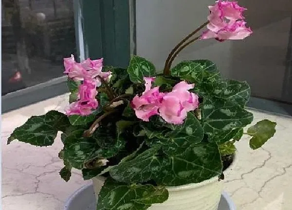 植物移栽|仙来客花怎么分盆 分盆时间和方法