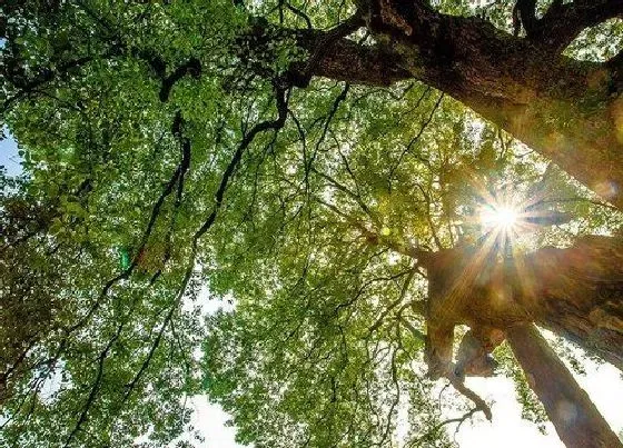 植物百科|香樟树能活多少年 寿命能存活多少年