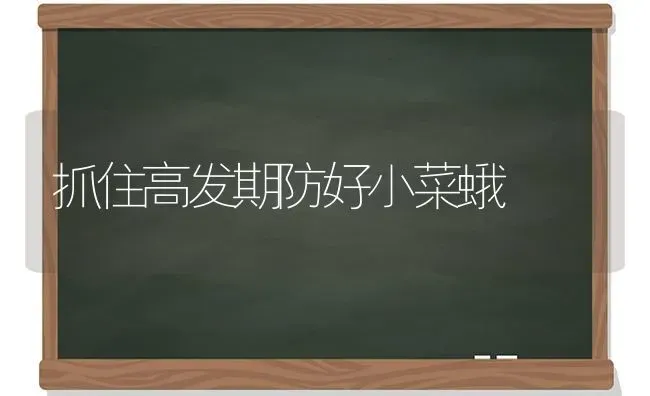 抓住高发期防好小菜蛾 | 蔬菜种植