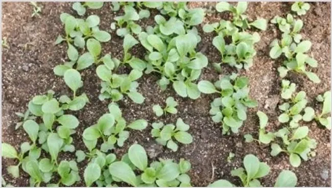 油菜苗发黄原因及补救措施 | 种植施肥