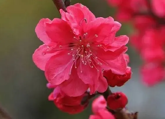 花卉风水|农村大门口摆放什么植物风水好