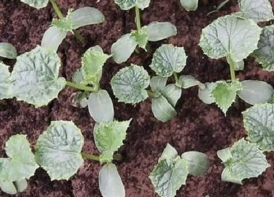 植物育苗|黄瓜几天发芽出苗 播种多久才发芽